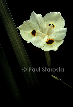 Dietes bicolor (iris Sud Africain)