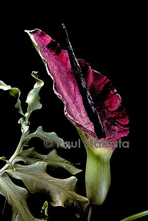 Dracunculus vulgaris (arum)