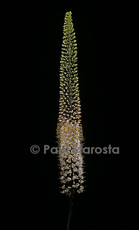 Eremurus robustus
