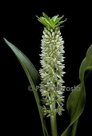 Eucomis bicolor ‘Alba’