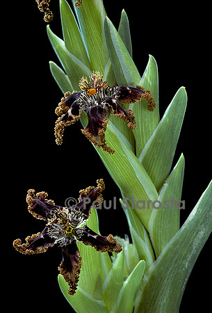 Ferraria crispa