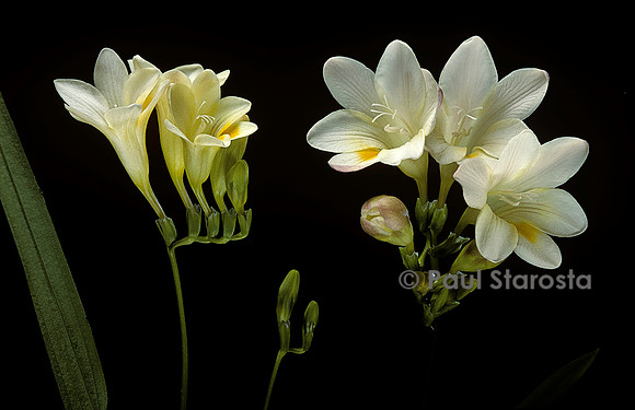 Freesia alba