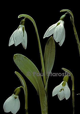 Galanthus elwesii (perce-neige géant)