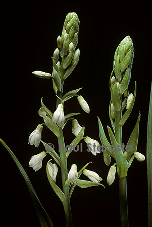 Galtonia candicans