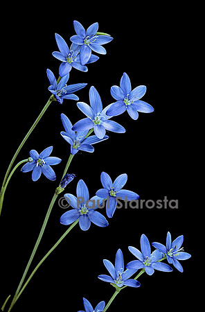 Geissorhiza aspera
