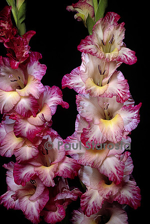 Gladiolus (glaieul)