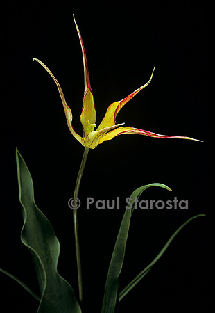 Tulipa acuminata (tulipe)