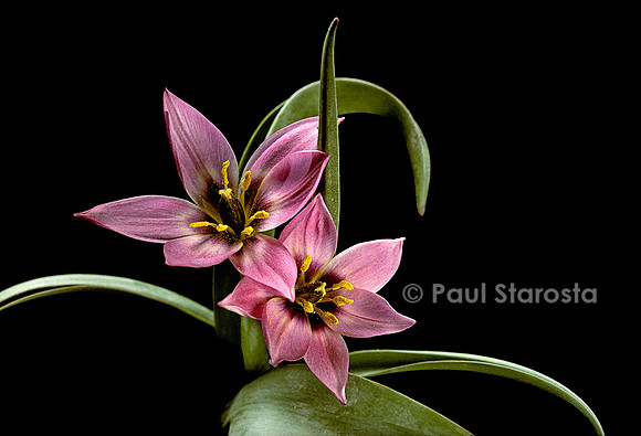 Tulipa aucheriana (tulipe)