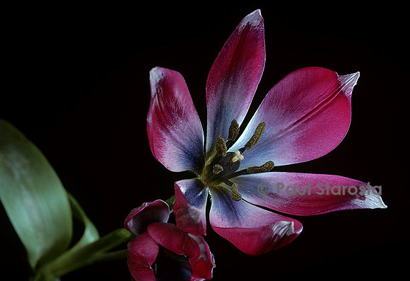 Tulipa aucheriana-hageri ‘Little Beauty’ (tulipe)