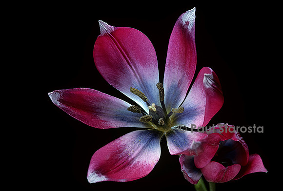 Tulipa aucheriana-hageri ‘Little Beauty’ (tulipe)