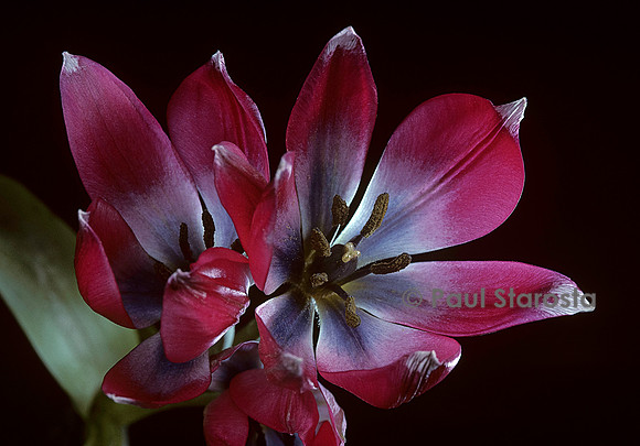 Tulipa aucheriana-hageri ‘Little Beauty’ (tulipe)
