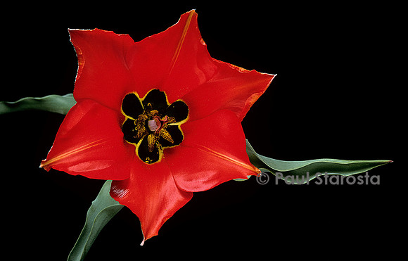 Tulipa lanata (tulipe)