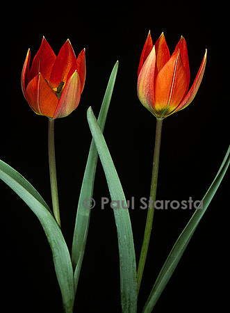 Tulipa orphanidea (tulipe)