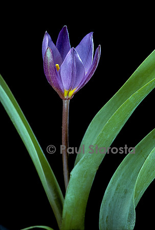 Tulipa saxatilis ‘Bakeri’ (tulipe)
