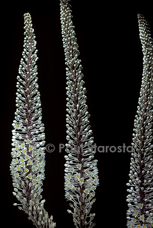 Drimia maritima