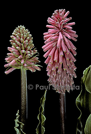 Veltheimia bracteata