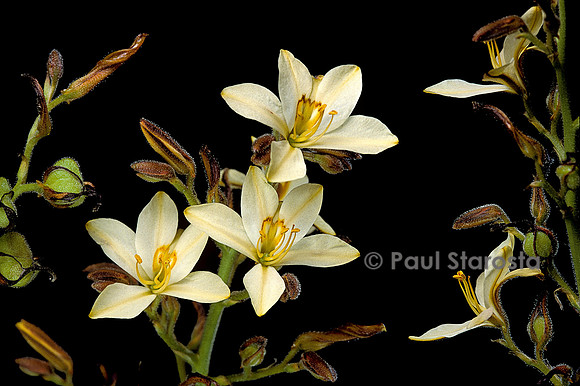 Wachendorfia paniculata