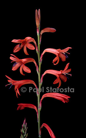 Watsonia borbonica