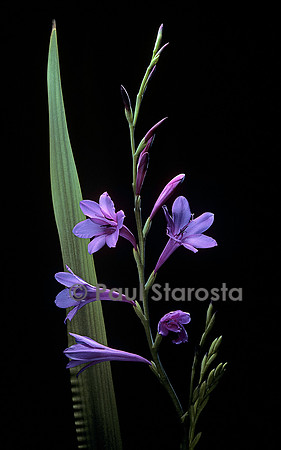 Watsonia versfeldii