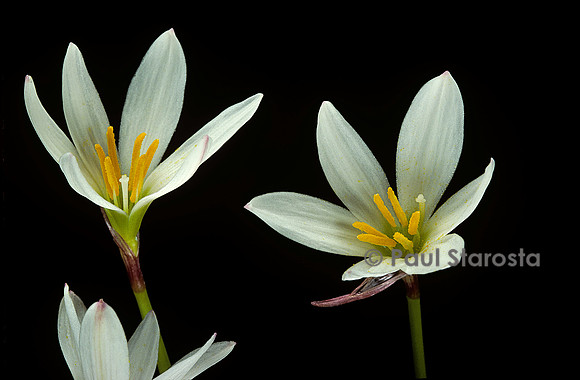Zephyranthes candida