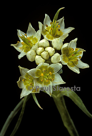 Zigadenus elegans