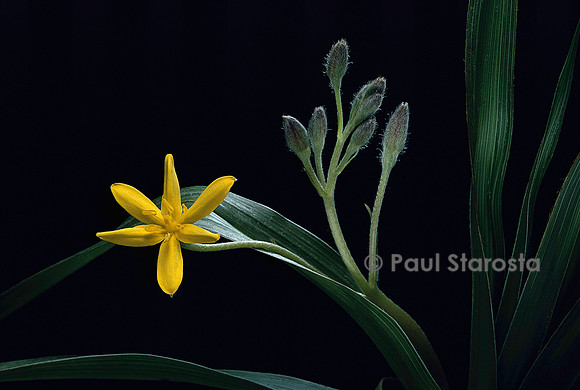 Hypoxis multiceps