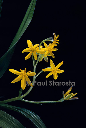 Hypoxis multiceps