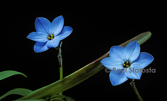 Ipheion ‘Rolf Fiedler’