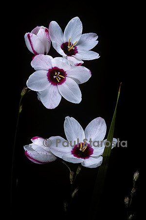 Ixia  ‘Spotlight’