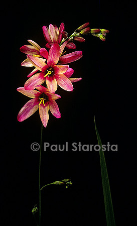 Ixia