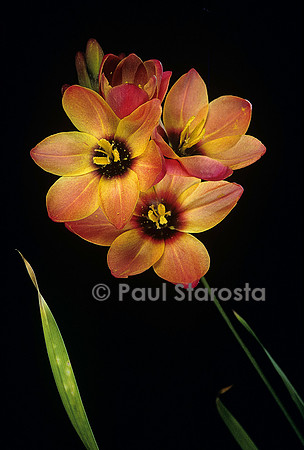 Ixia hybride