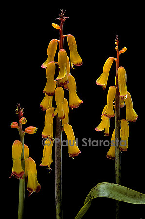 Lachenalia aloides ‘Pearsonii’
