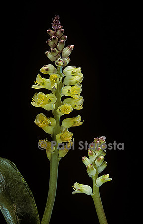 Lachenalia pallida