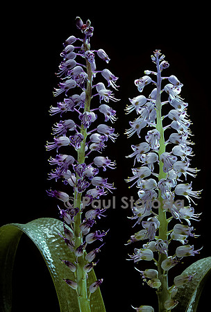 Lachenalia pustulata