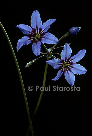 Leucocoryne ixioides