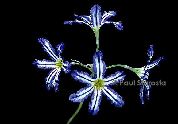 Leucocoryne ixioides