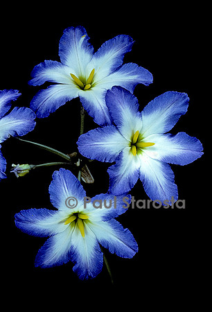Leucocoryne ixioides