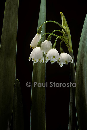 Leucojum aestivum ‘Gravetye Giant’ (nivéole)