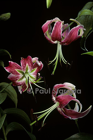Lilium ‘Black Beauty’