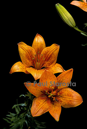 Lilium bulbiferum