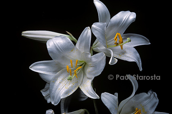 Lilium candidum (lis de la Madone)