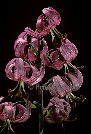 Lilium martagon (lis martagon)