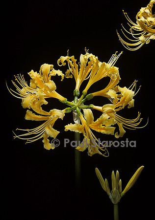 Lycoris traubbii