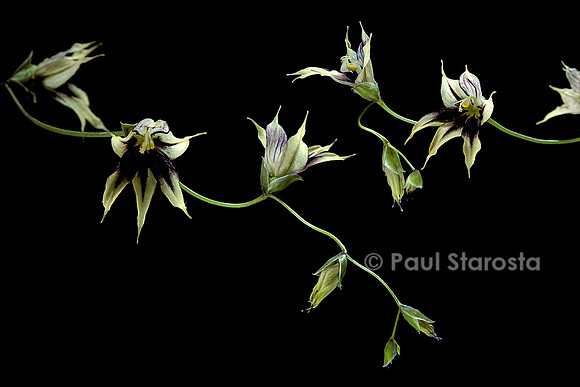 Melasphaerula ramosa