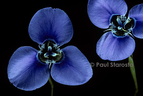 Moraea gigandra