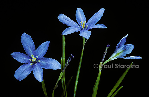 Moraea polyanthos