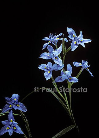Moraea polystachya