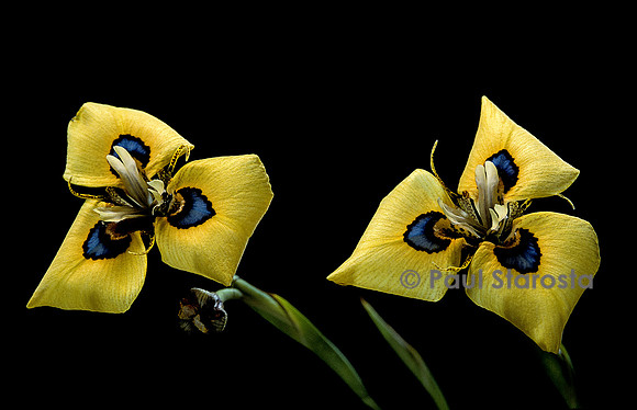 Moraea tulbaghensis
