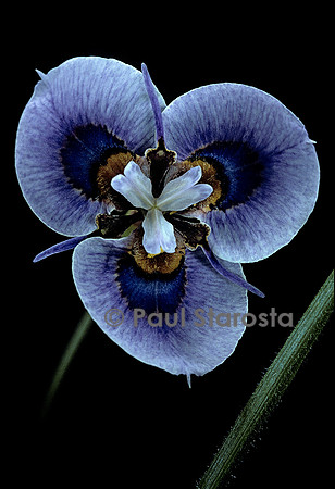 Moraea villosa