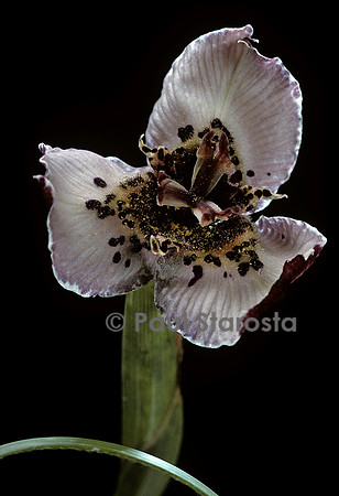 Moraea atropunctata